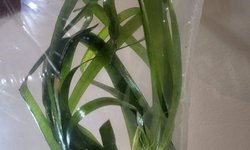 jungle vals, 1 really big plant