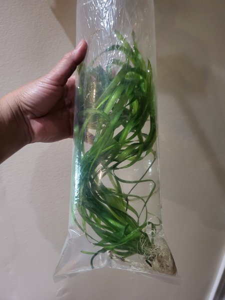 Spiral vallisneria - 4+ LONG plants