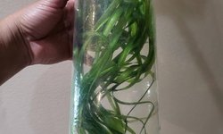 Spiral vallisneria - 4+ LONG plants