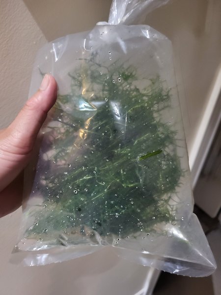 Guppy grass