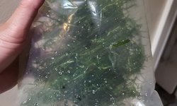 Guppy grass