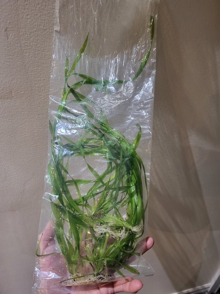 Spiral vallisneria - 10+ medium & plants