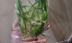 Spiral vallisneria - 10+ medium & plants