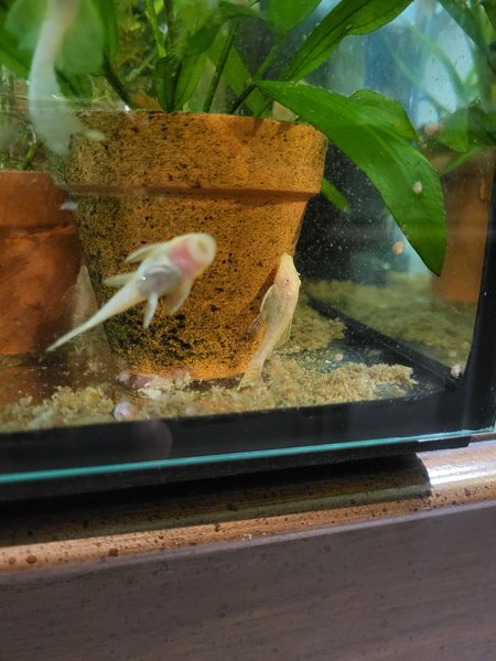 2x juvie albino bn plecos