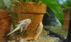 2x juvie albino bn plecos