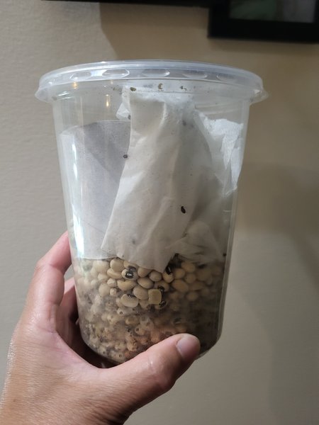 Bean beetle culture