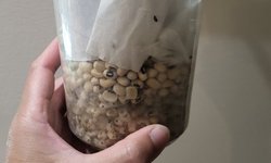 Bean beetle culture