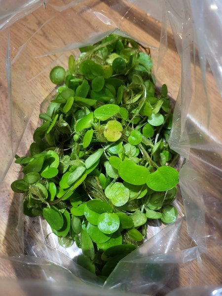 Big bag o' Amazon frogbit