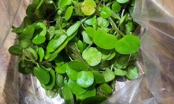 Big bag o' Amazon frogbit