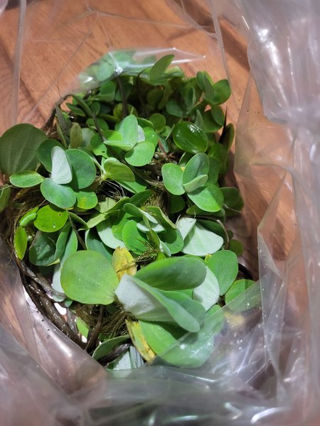 Big bag o' dwarf water lettuce