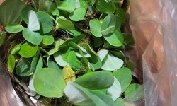 Big bag o' dwarf water lettuce