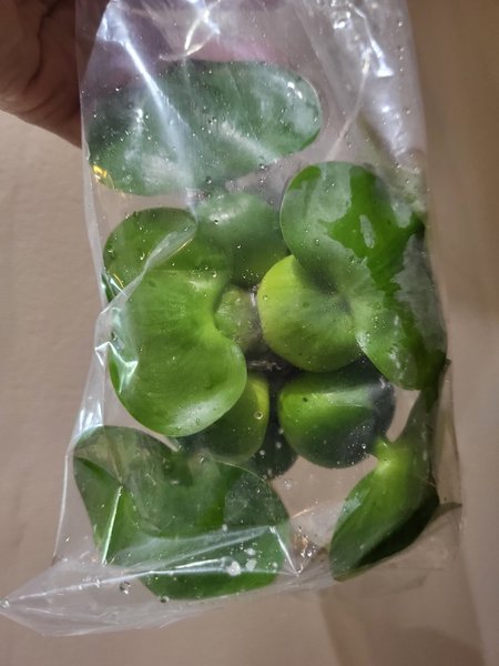 Dwarf water hyacinth