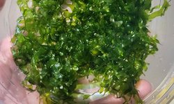 Pelia moss