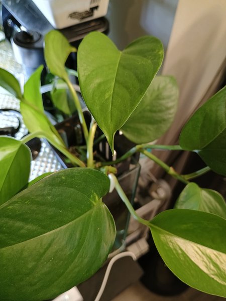 two large pothos