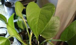 two large pothos