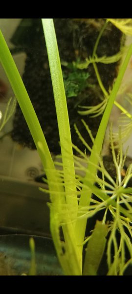 HAP water onion