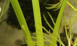 HAP water onion