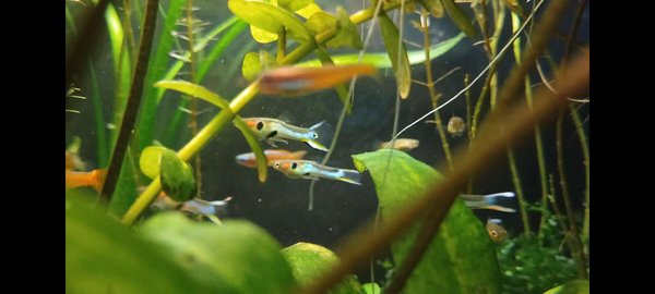 blue endler males