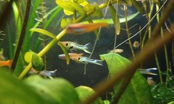blue endlers