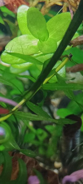 light green leaves