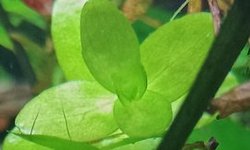 HAP bacopa rotundifolia