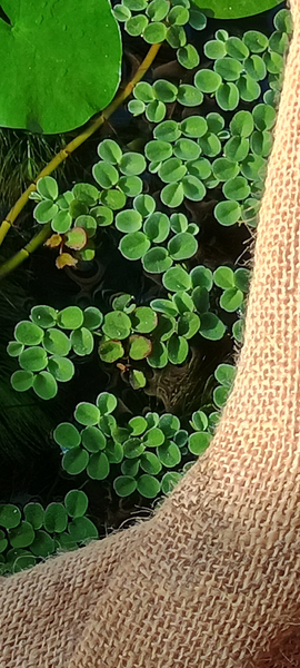 HAP salvinia minima