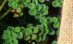 HAP salvinia minima