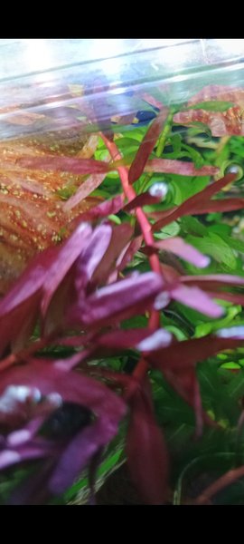 HAP rotala h'ra
