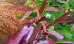 HAP rotala h'ra