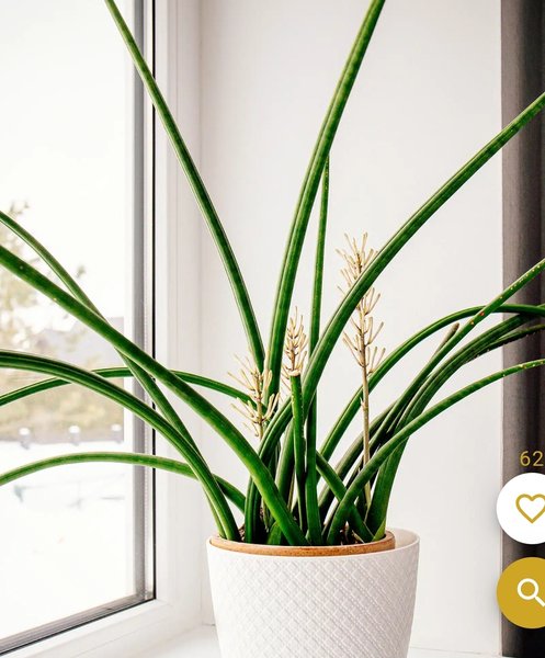Snake plant - Sansevieria Cylindrica