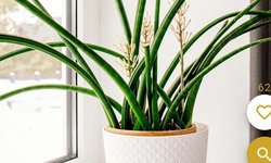 Snake plant - Sansevieria Cylindrica