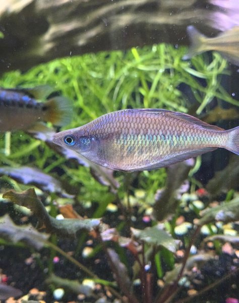 Kali web rainbowfish