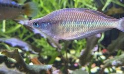 Kali web rainbowfish