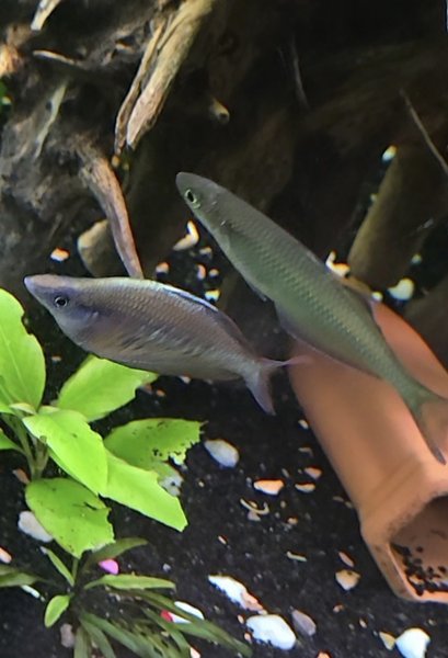Kali web rainbowfish