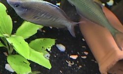 Photo 2 of Kali web rainbowfish