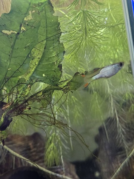 Misc male endlers