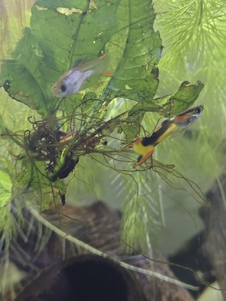 Misc male endlers