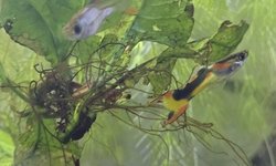 Misc male endlers