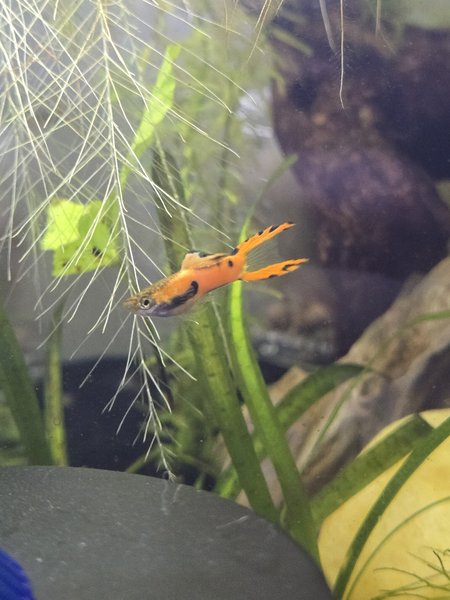 Misc male endlers
