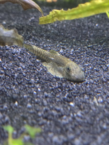 Hillstream loach
