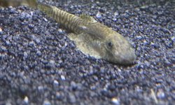 Hillstream loach