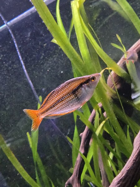 Mairasi rainbowfish