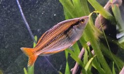 Mairasi rainbowfish