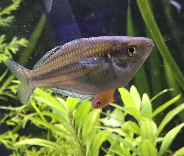 Mairasi rainbowfish