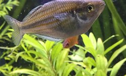 Photo 2 of Mairasi rainbowfish