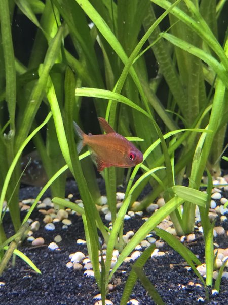 Bolivian tetra
