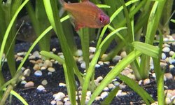 Bolivian tetra