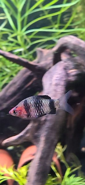 Black ruby barb