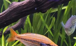 Mairasi rainbowfish