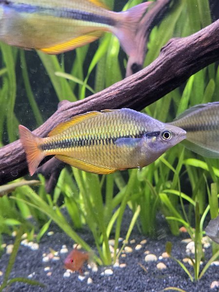 Yellow rainbowfish
